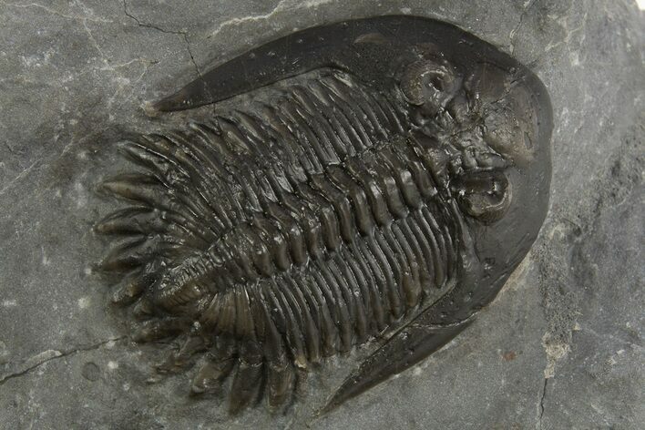 Mrakibina Trilobite - Mrakib, Morocco #334926